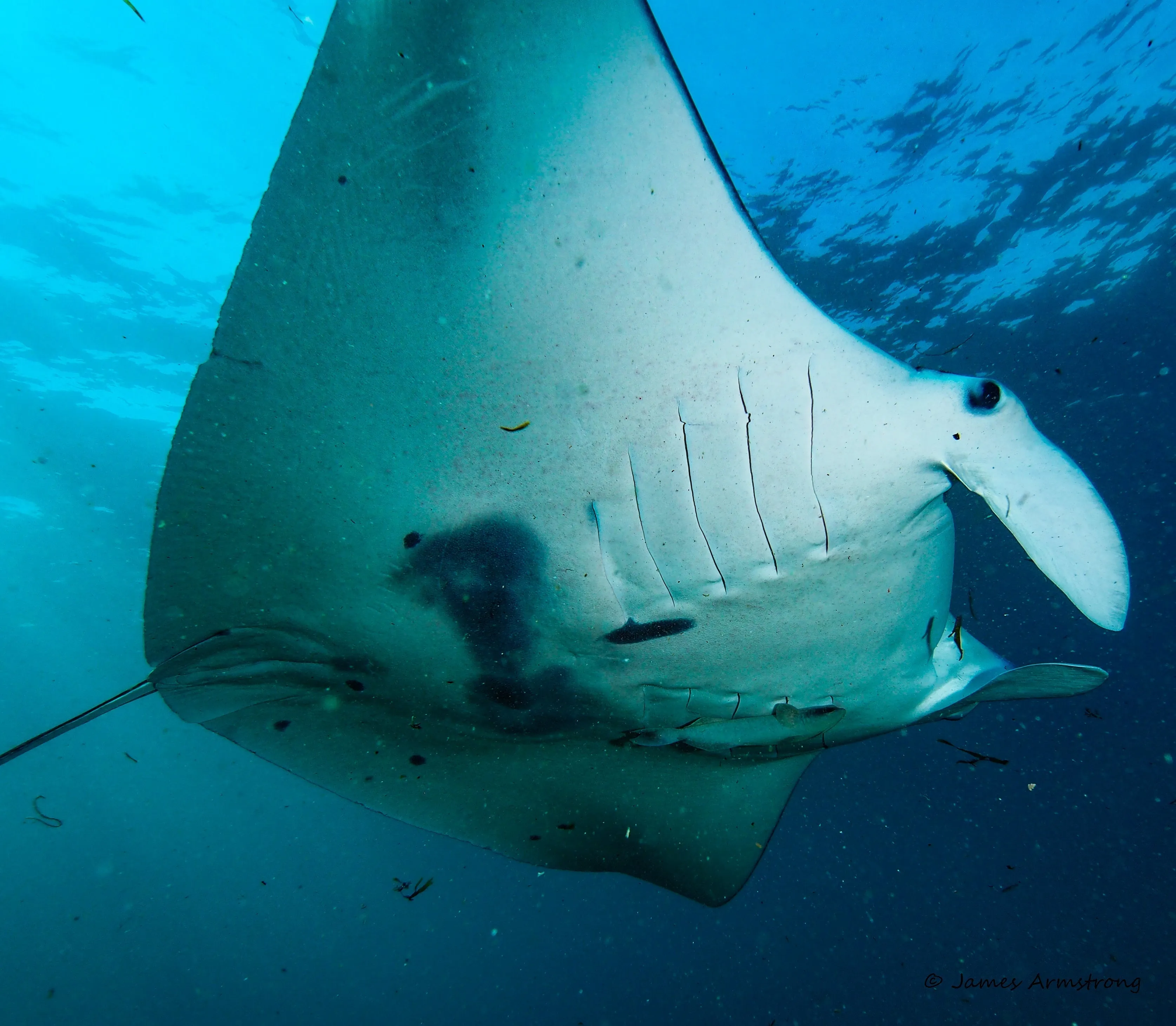 Adreno Dive Trip - Nth Stradbroke Island Double Dive Trip (Includes Tanks, Weight, Ferry)