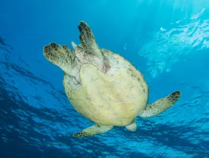 Adreno Dive Trip - Nth Stradbroke Island Double Dive Trip (Includes Tanks, Weight, Ferry)
