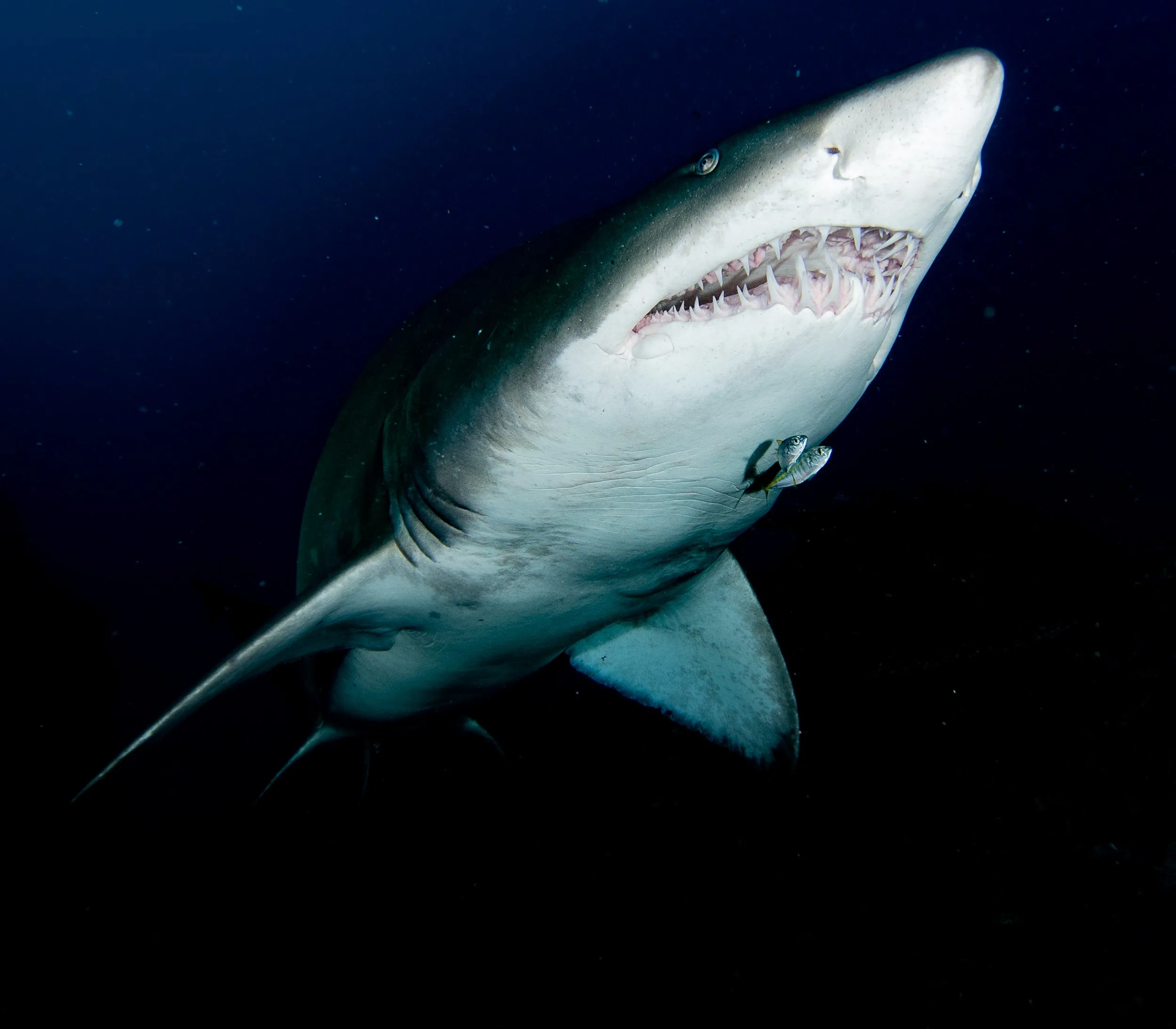 Adreno Dive Trip - Nth Stradbroke Island Double Dive Trip (Includes Tanks, Weight, Ferry)