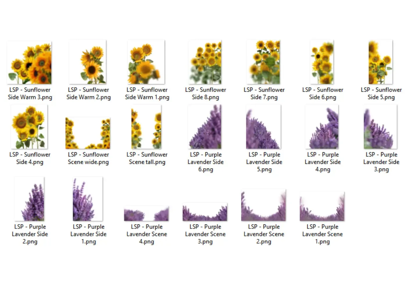 Botanical Overlays: Lavender Field & Sunflower