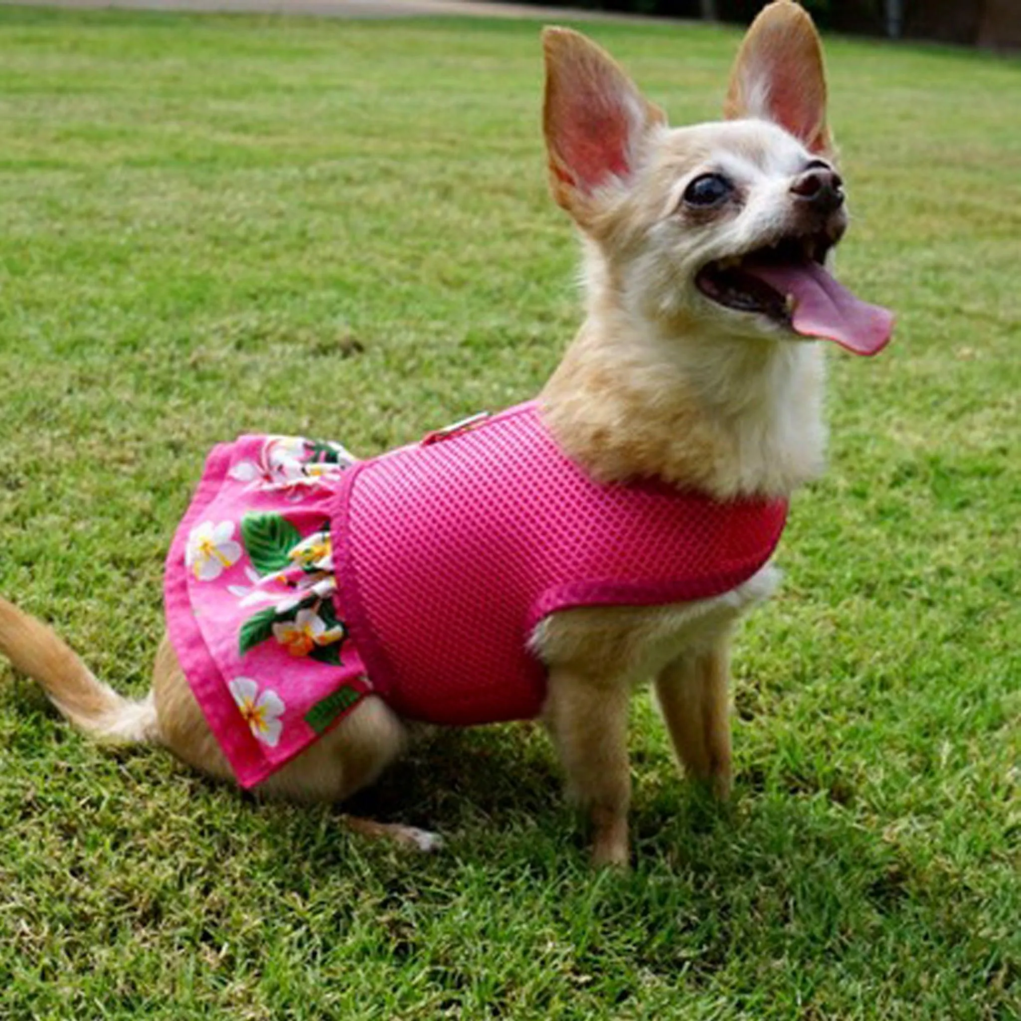 Fuchsia Hawaiian Ruffled Dog Harness